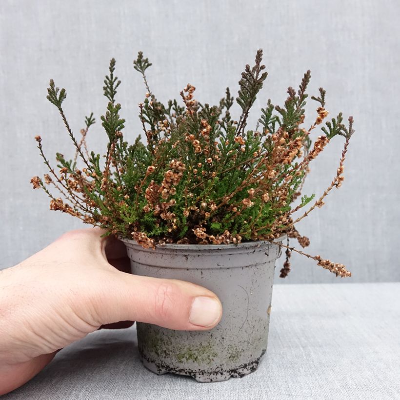 Bruyère d'été - Calluna vulgaris Radnor Pot de 12 cm / 13 cm esemplare consegnato in inverno