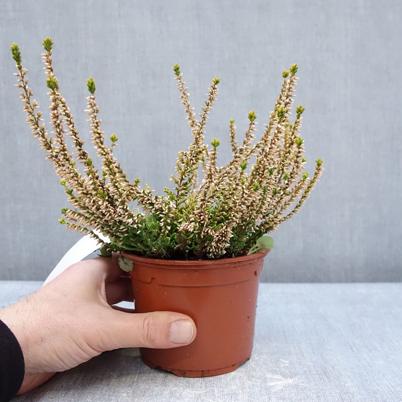 Example of Calluna vulgaris Sandy - Brugo Vaso da 1L/1,5L as you get in hiver