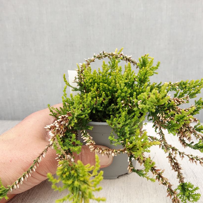 Example of Calluna vulgaris Sandy - Brugo Vaso da 2L/3L as you get in printemps