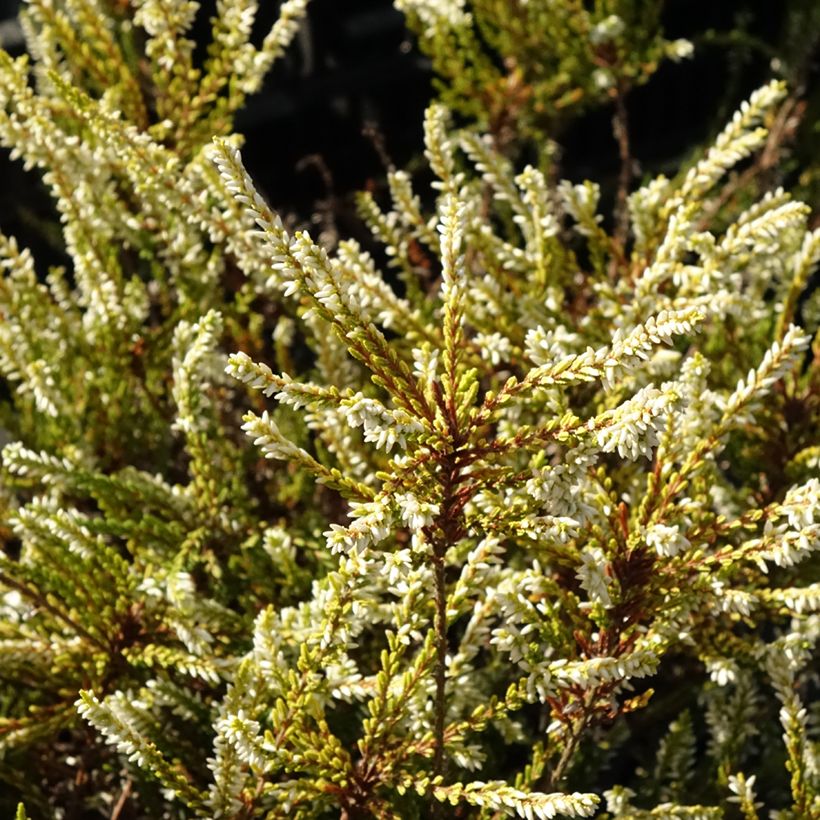 Calluna vulgaris Sandy - Brugo (Foliage)