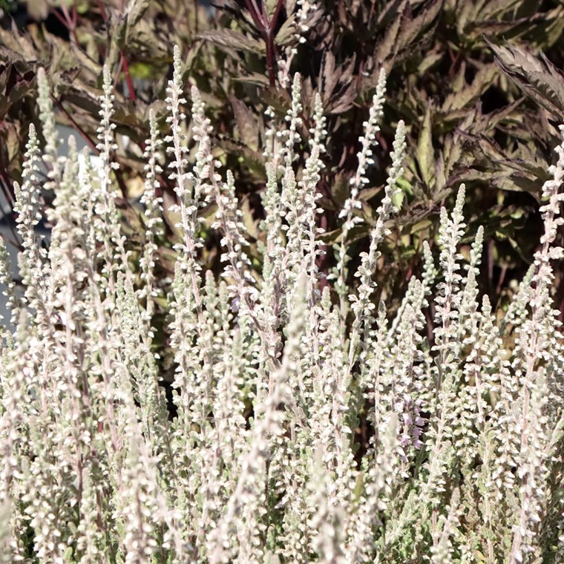 Calluna vulgaris Silver Knight - Brugo (Fogliame)
