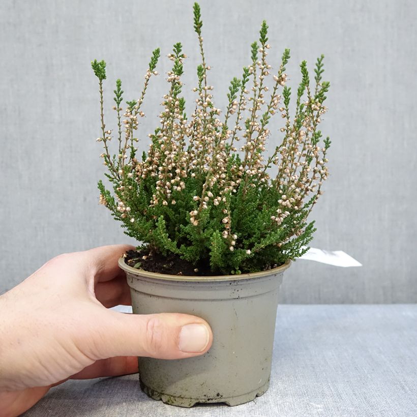 Example of Calluna vulgaris Spring Cream - Brugo Vaso da Ø 12 cm / 13 cm as you get in hiver