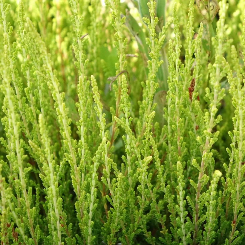 Calluna vulgaris Garden Girls Theresa - Brugo (Fogliame)
