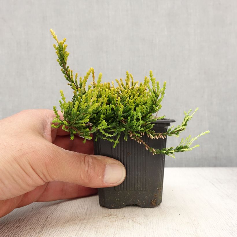 Calluna vulgaris Garden Girls Theresa - Brugo Vasetto da 8/9 cm esemplare consegnato in primavera