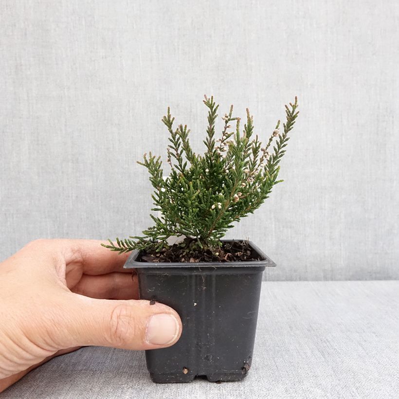 Example of Calluna vulgaris Tib - Brugo Vaso da Ø 12 cm / 13 cm as you get in printemps