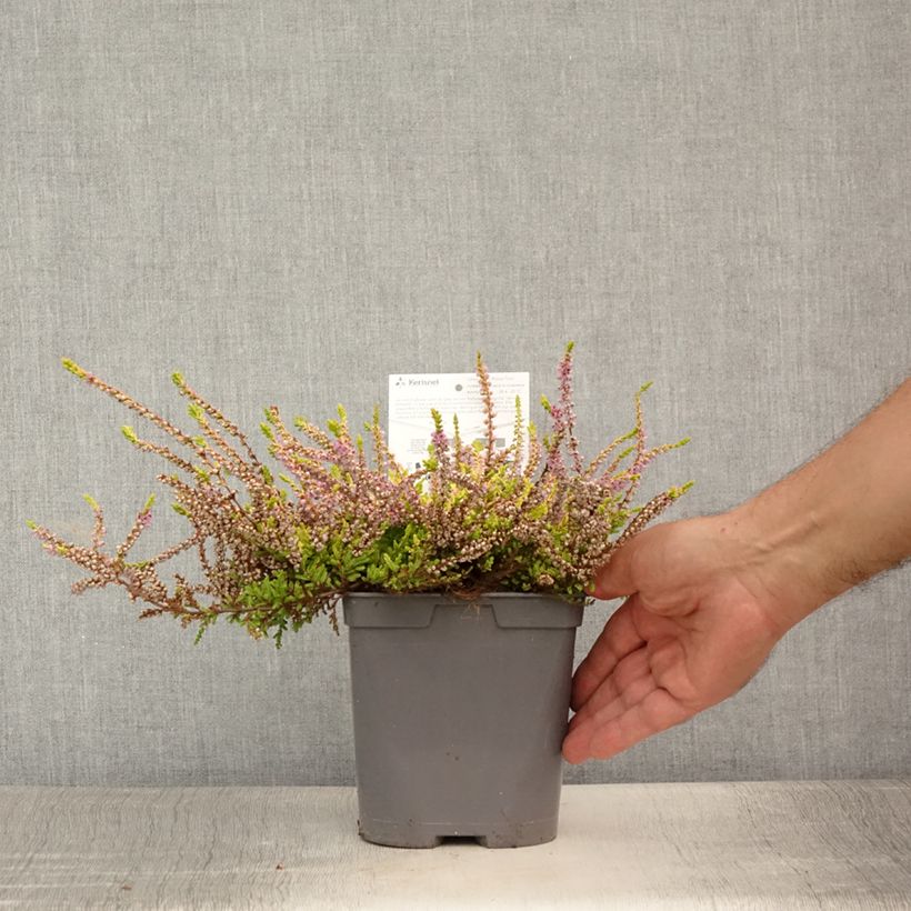 Esemplare di Calluna vulgaris Wickwar Flame - Brugo Vaso da 2L/3L consegnato in estate