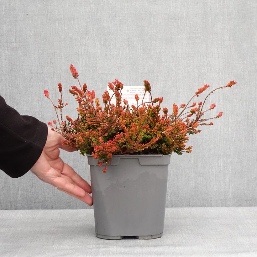 Calluna vulgaris Wickwar Flame - Brugo Vaso da 2L/3L esemplare consegnato in inverno