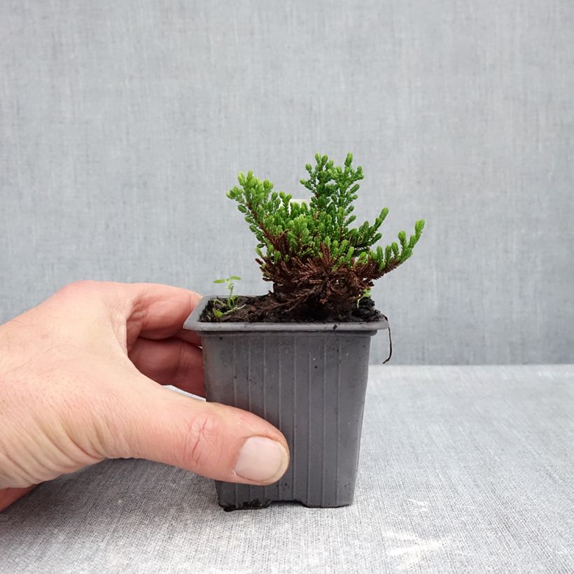 Esemplare di Calluna vulgaris Winter Chocolate - Brugo Vasetto da 8/9 cm come consegnato in autunno