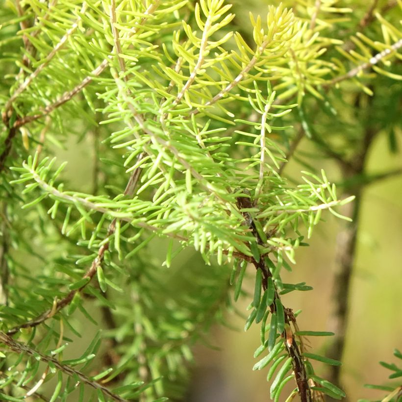 Erica griffithsii Valerie Griffiths (Foliage)