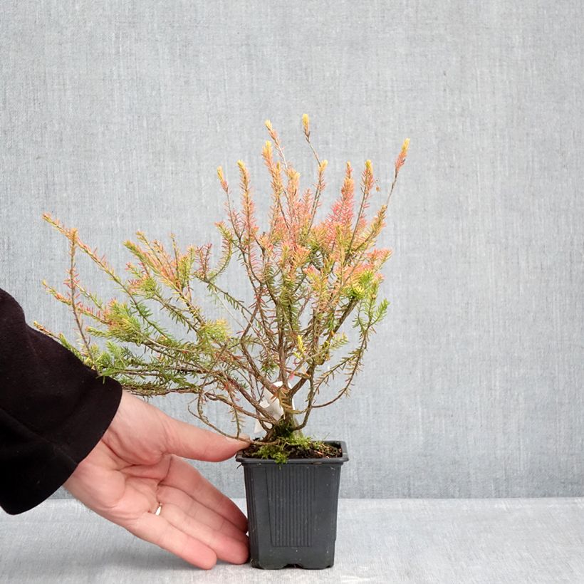Example of Erica griffithsii Valerie Griffiths Vasetto da 8/9 cm as you get in hiver