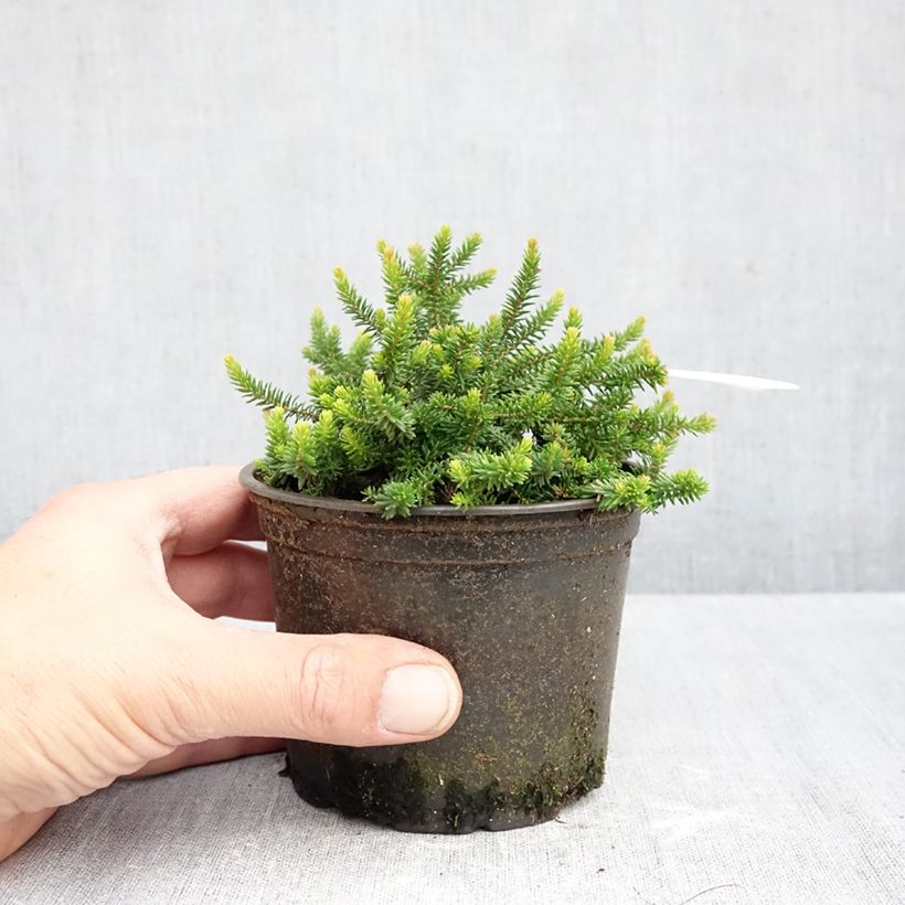 Esemplare di Erica williamsii P.D. Williams Vaso da Ø 10 cm/11 cm come consegnato in autunno