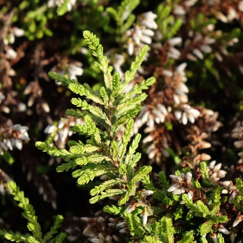 Calluna vulgaris Rasta Girls Maïté - Brugo (Fogliame)