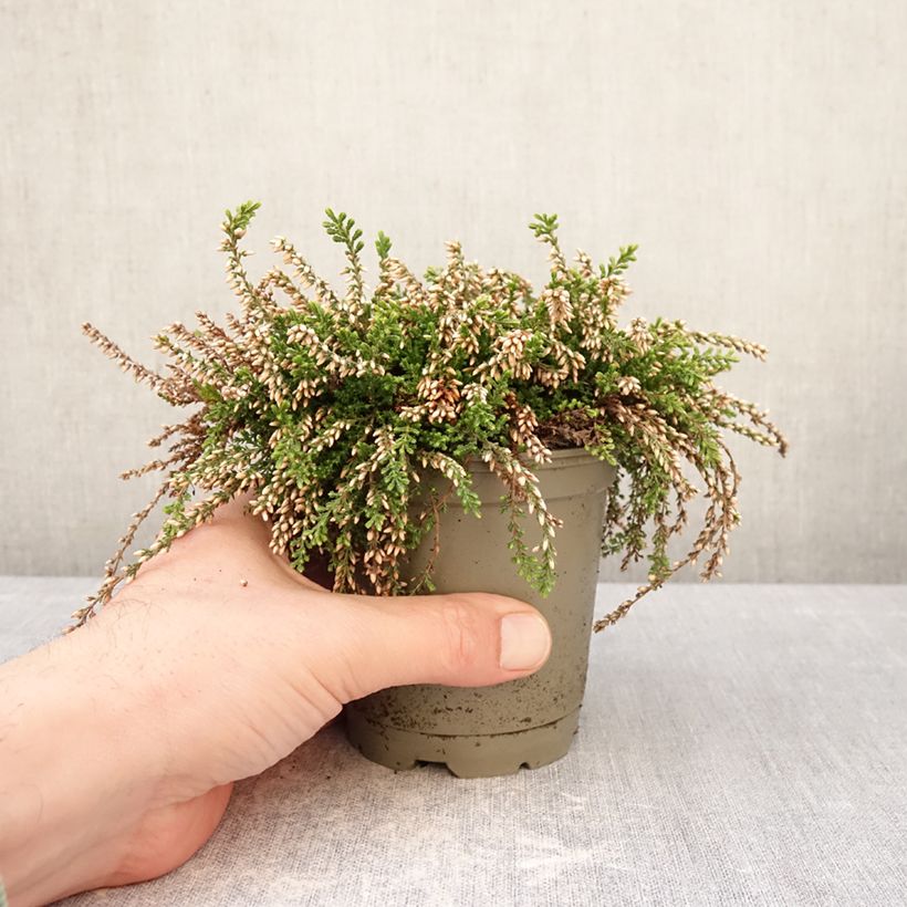 Example of Calluna vulgaris Rasta Girls Maïté - Brugo Vaso da Ø 12 cm / 13 cm as you get in hiver
