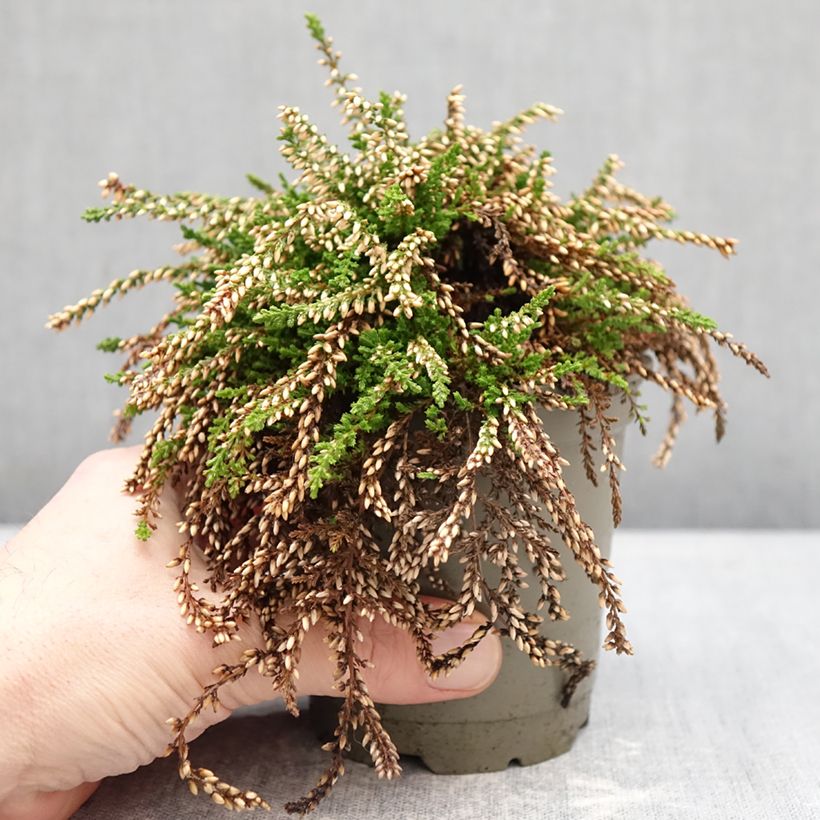 Example of Calluna vulgaris Rasta Girls Netty - Brugo Vaso da Ø 12 cm / 13 cm as you get in hiver