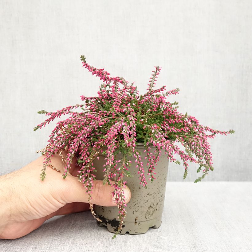 Esemplare di Calluna vulgaris Rasta Girls Rote Janina - Brugo Vaso da Ø 12 cm / 13 cm come consegnato in autunno