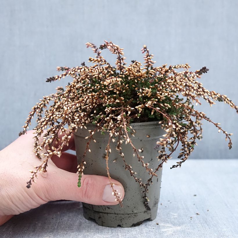 Example of Calluna vulgaris Rasta Girls Rote Janina - Brugo Vaso da Ø 12 cm / 13 cm as you get in hiver