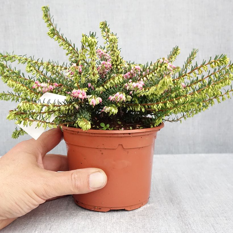 Esemplare di Erica darleyensis Ghost Hills Vaso da Ø 10 cm/11 cm come consegnato in autunno