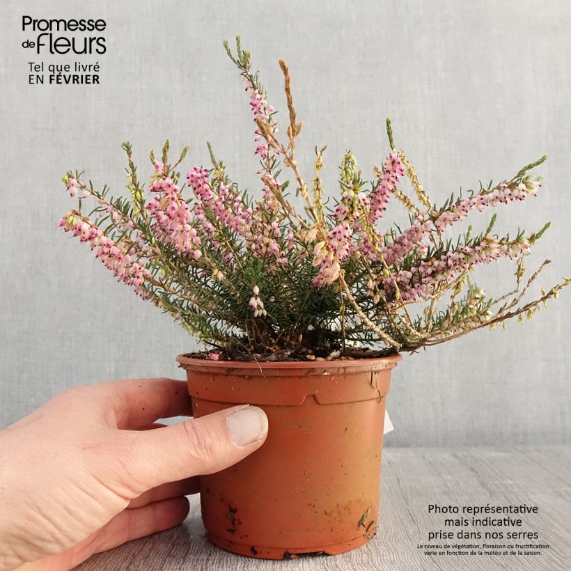 Bruyère d'hiver - Erica darleyensis Ghost Hills Pot de 1L/1,5L esemplare consegnato in inverno