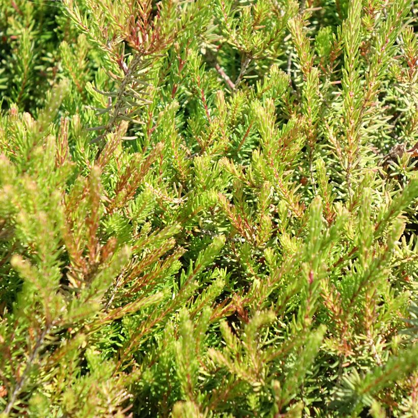 Erica darleyensis J.W. Porter (Foliage)