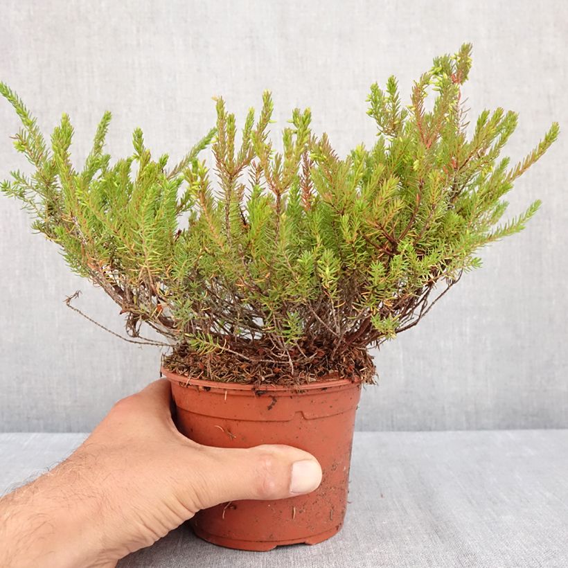 Esemplare di Erica darleyensis J.W. Porter Vaso da 1L/1,5L consegnato in estate