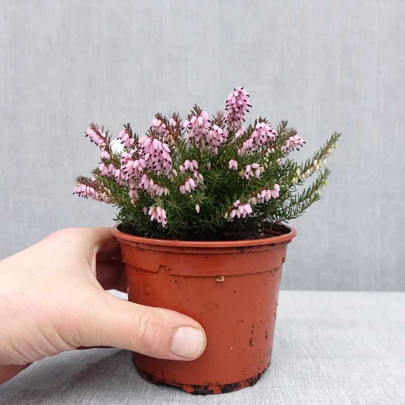 Bruyère d'hiver - Erica x darleyensis J.W. Porter Pot de 1L/1,5L esemplare consegnato in inverno