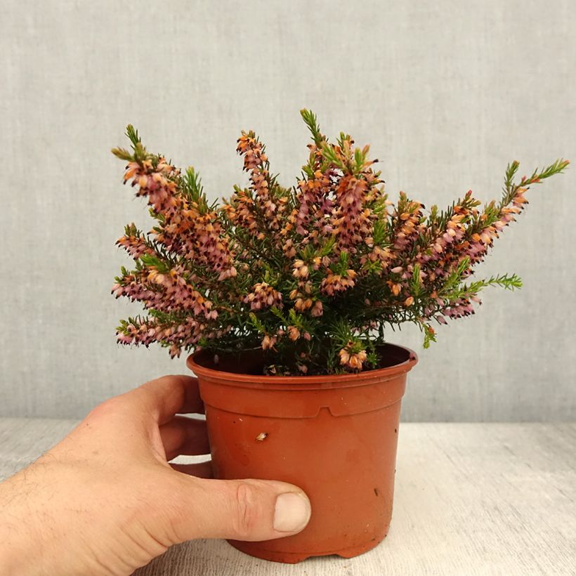 Example of Erica darleyensis J.W. Porter Vaso da 1L/1,5L as you get in printemps