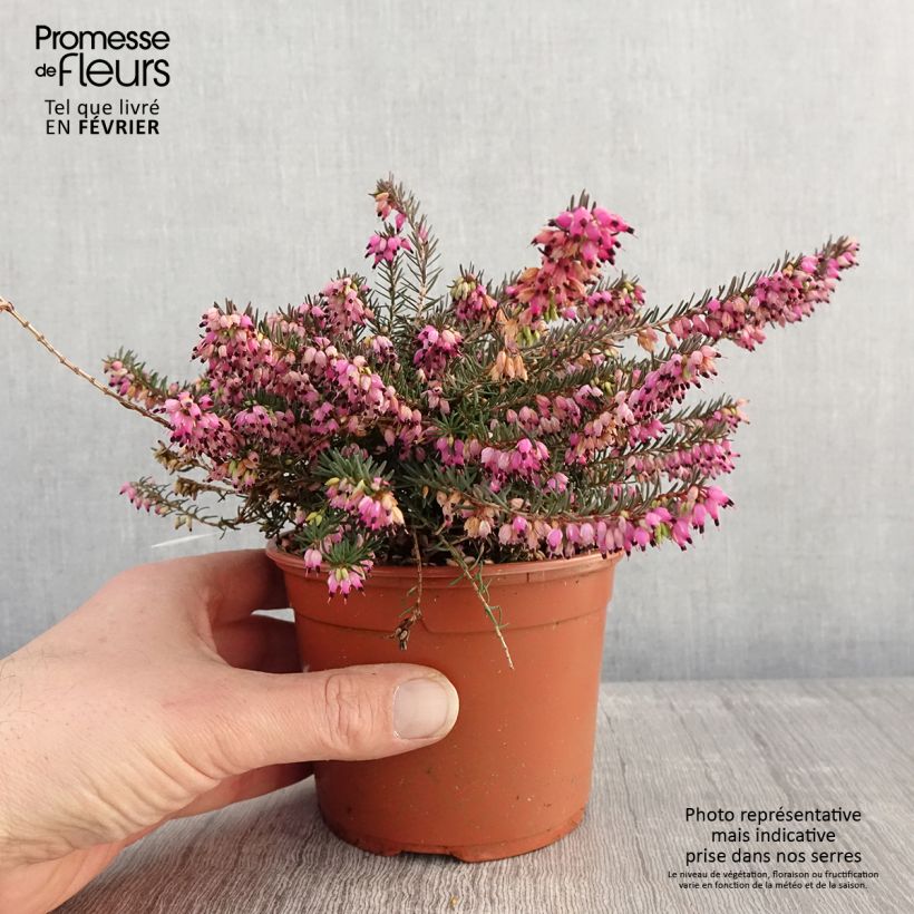 Bruyère d'Hiver - Erica x darleyensis Kramer's Rote Pot de 1L/1,5L esemplare consegnato in inverno