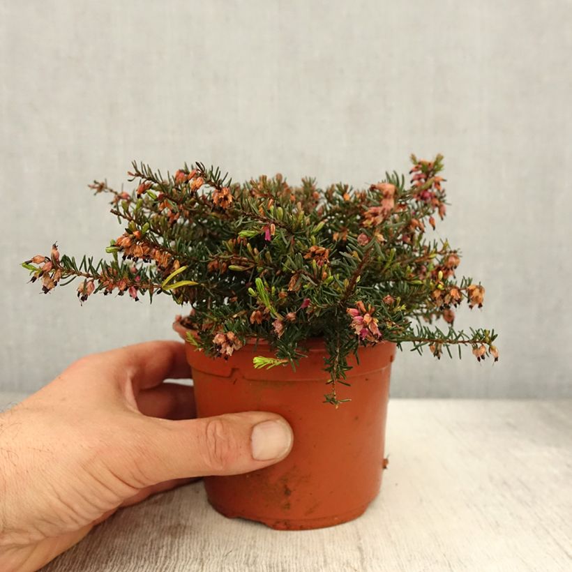 Example of Erica darleyensis Kramer's Rote Vaso da 1L/1,5L as you get in printemps