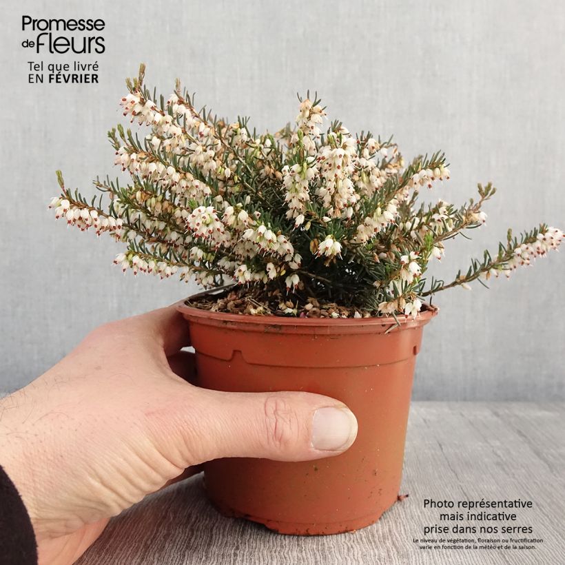 Bruyère d'hiver - Erica x darleyensis Silberschmelze Pot de 2L/3L esemplare consegnato in inverno