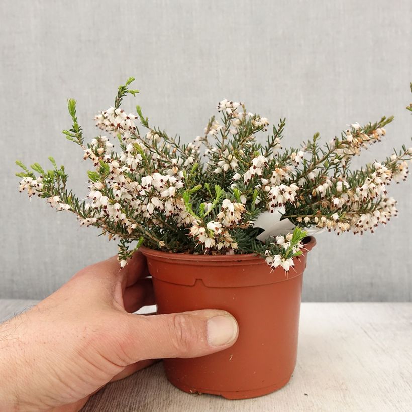 Example of Erica darleyensis Silberschmelze Vaso da 2L/3L as you get in printemps