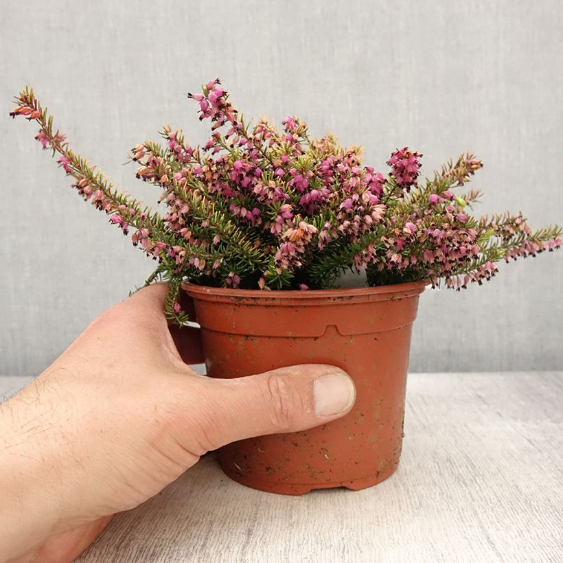 Erica darleyensis Winter Belles Tylou Vaso da 1L/1,5L esemplare consegnato in primavera