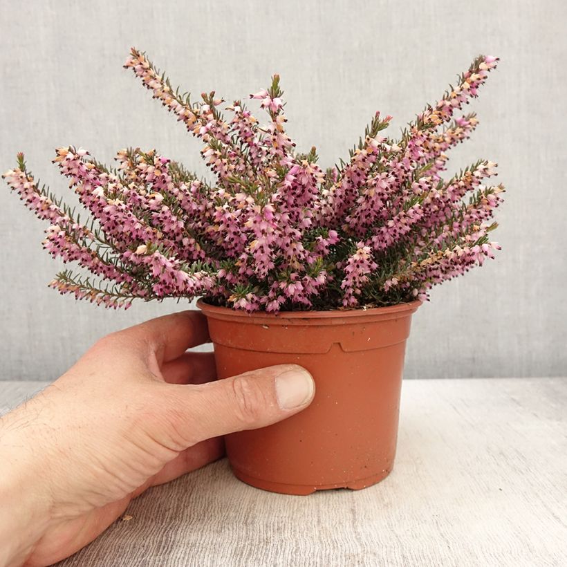 Example of Erica darleyensis Furzey Vaso da 1L/1,5L as you get in printemps