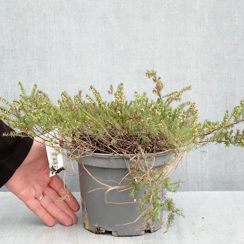 Esemplare di Erica darleyensis Furzey Vaso da 2L/3L come consegnato in autunno