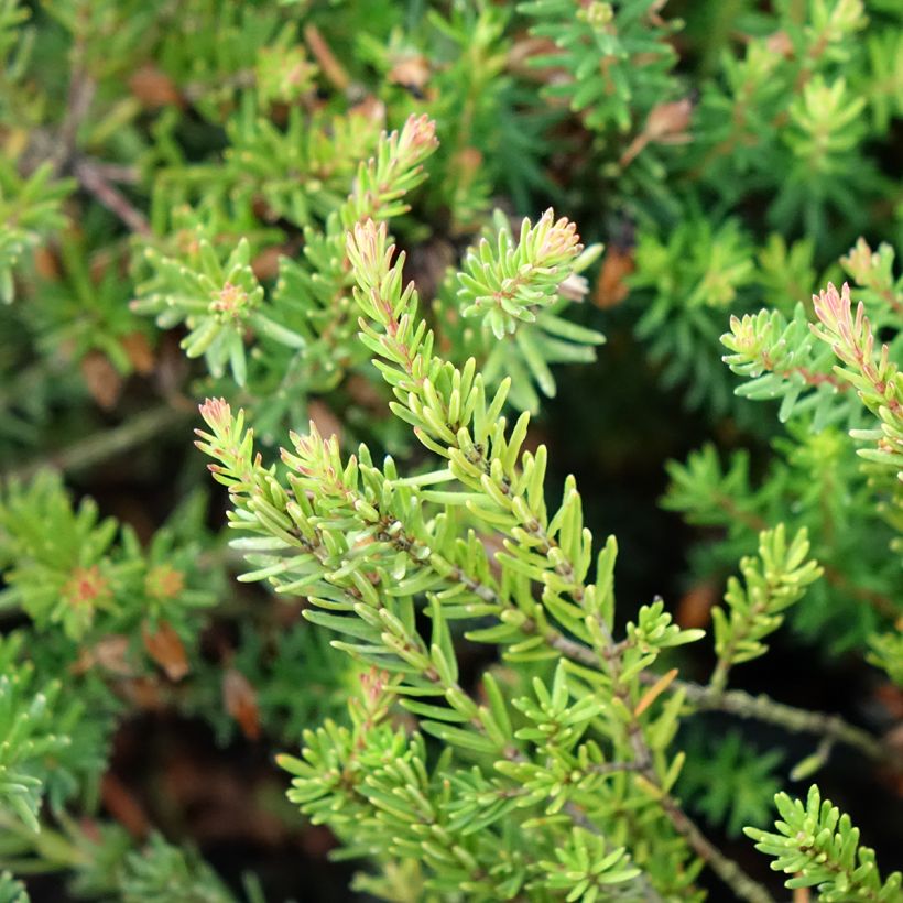 Erica carnea Ruby Glow (Foliage)