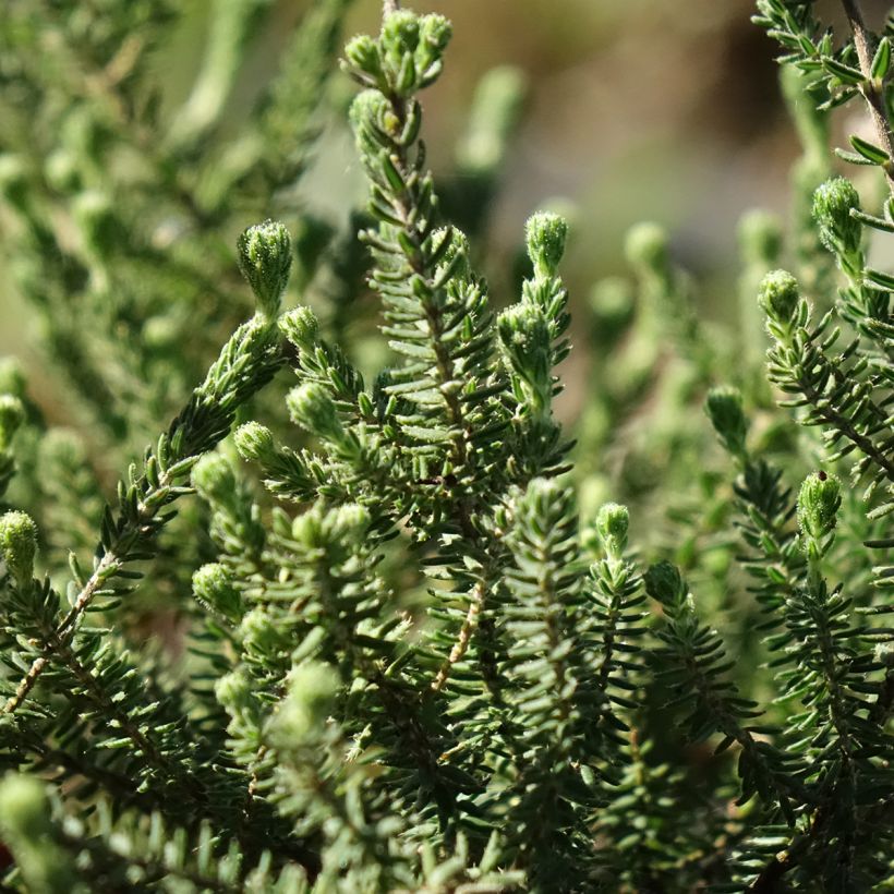 Erica tetralix Alba (Fogliame)