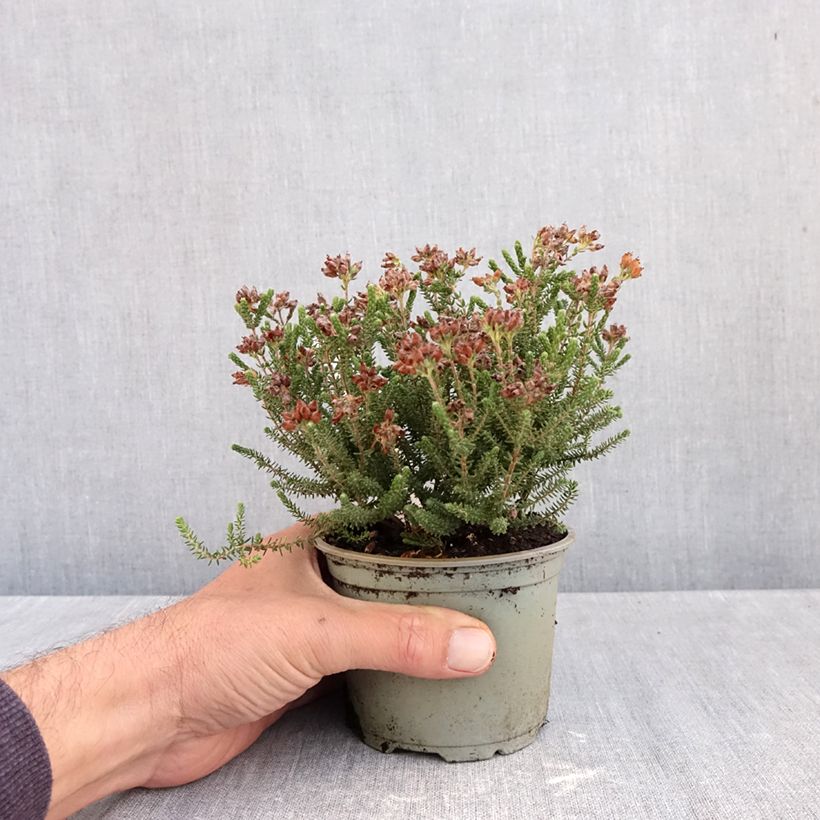 Esemplare di Erica tetralix Alba Vaso da Ø 10 cm/11 cm come consegnato in autunno