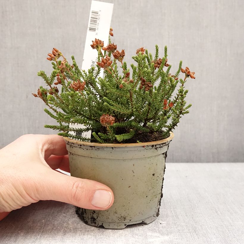 Example of Erica tetralix Alba Vaso da Ø 12 cm / 13 cm as you get in hiver