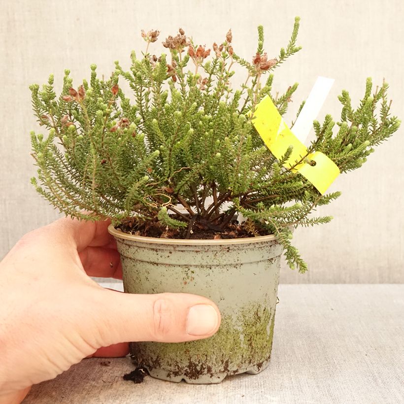 Erica tetralix Alba Vaso da Ø 12 cm / 13 cm esemplare consegnato in primavera