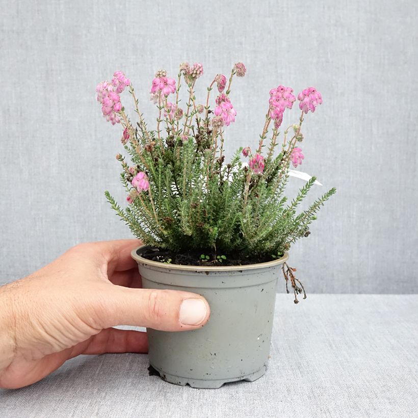 Erica tetralix Con Underwood Vaso da Ø 12 cm / 13 cm esemplare consegnato in primavera