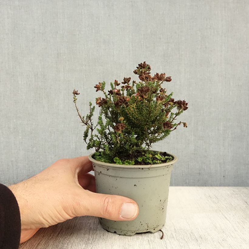 Esemplare di Erica tetralix Vaso da Ø 10 cm/11 cm come consegnato in autunno