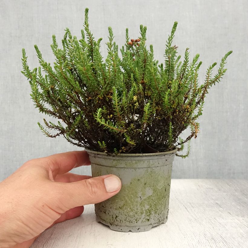 Esemplare di Erica tetralix Vaso da Ø 12 cm / 13 cm consegnato in estate