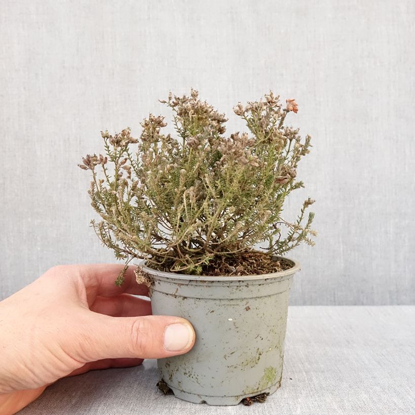 Example of Erica tetralix Vaso da Ø 12 cm / 13 cm as you get in hiver