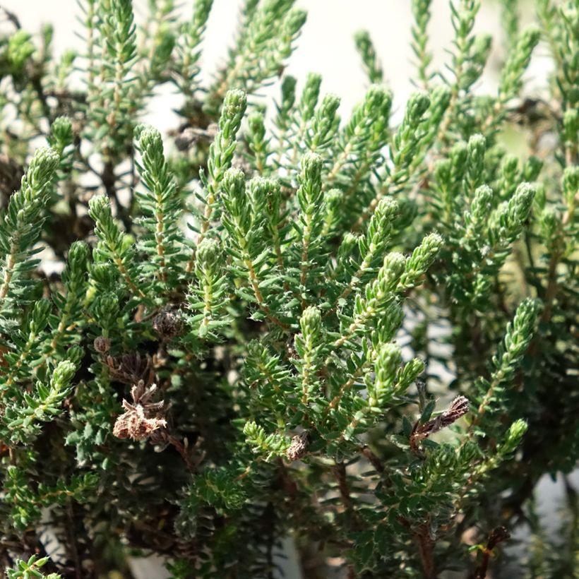 Erica tetralix Tina (Fogliame)