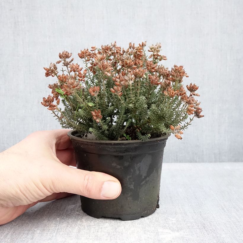 Erica tetralix Tina Vaso da Ø 10 cm/11 cm esemplare consegnato in inverno