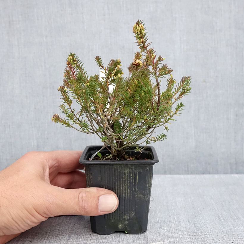 Esemplare di Erica carnea Eva Vasetto da 8/9 cm come consegnato in autunno