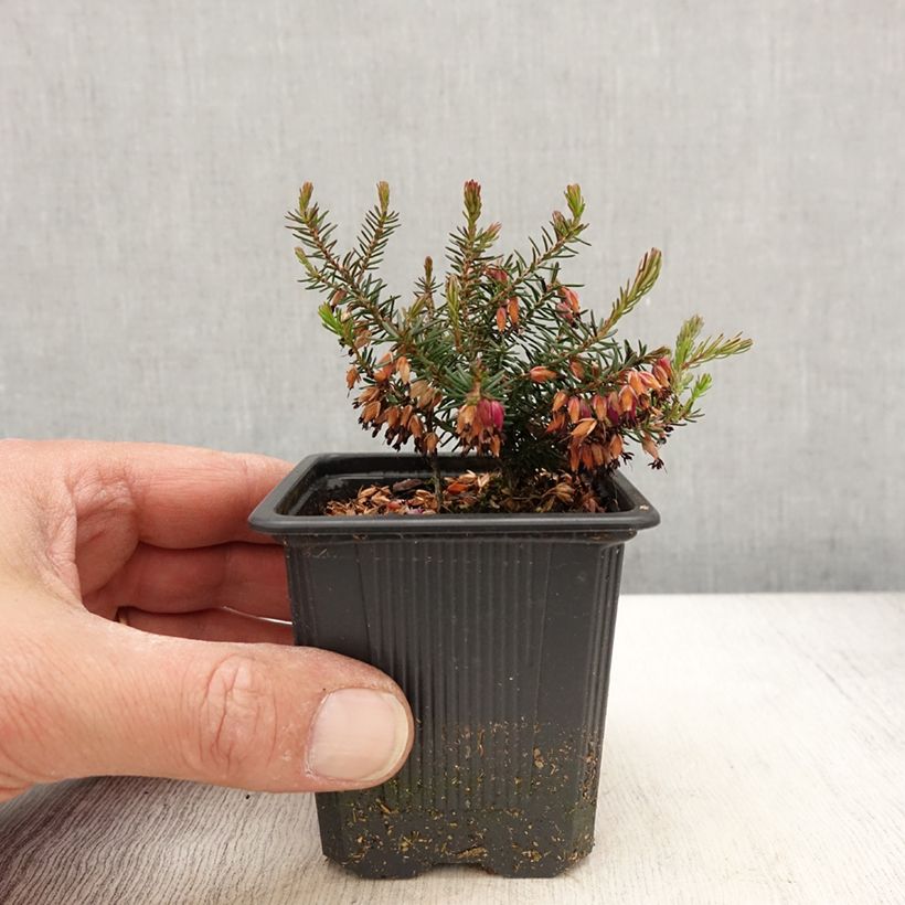 Example of Erica carnea Eva Vasetto da 8/9 cm as you get in printemps