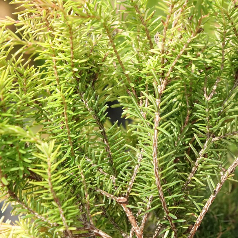 Erica carnea f. aureifolia Foxhollow (Fogliame)