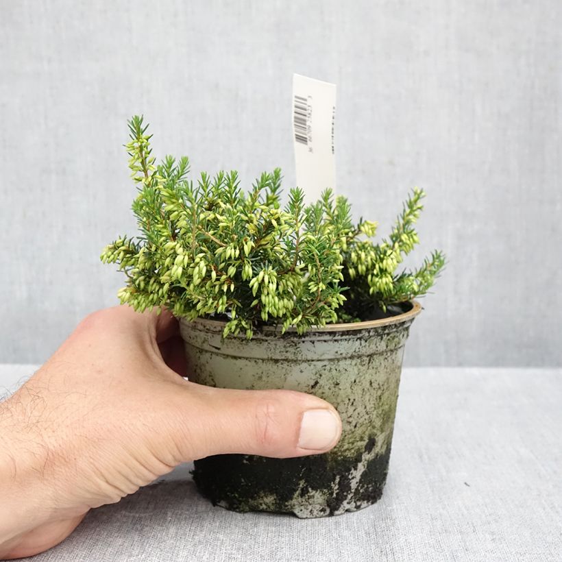 Esemplare di Erica carnea Isabell Vaso da Ø 10 cm/11 cm come consegnato in autunno