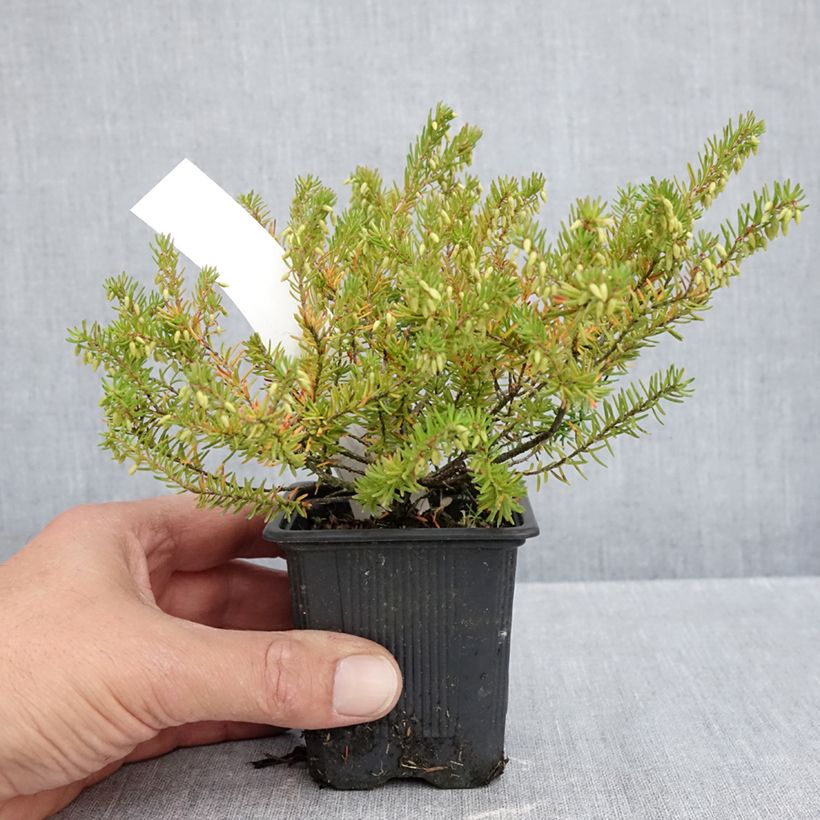 Esemplare di Erica darleyensis Jenny Porter Vasetto da 8/9 cm come consegnato in autunno