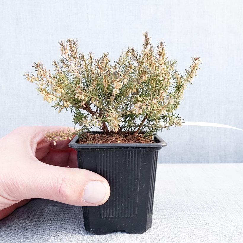 Bruyère des neiges - Erica carnea Jenny Porter Godet de 8/9 cm esemplare consegnato in inverno